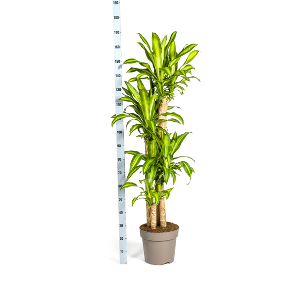 Dracaena Fragrans Massangeana Ø30cm - ↕180cm - Flora-Sale