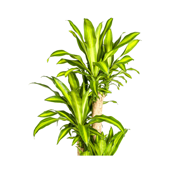 Dracaena Fragrans Massangeana Ø30cm - ↕180cm - Flora-Sale