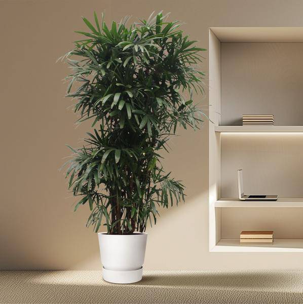 Rhapis Excelsa - 260 cm - ø50 - Flora-Sale