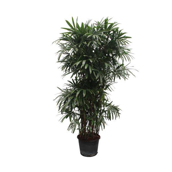 Rhapis Excelsa - 260 cm - ø50 - Flora-Sale