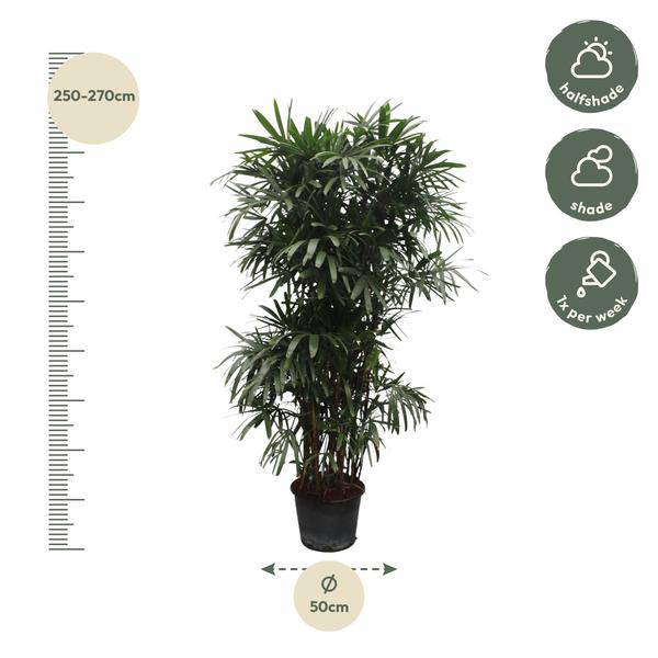 Rhapis Excelsa - 260 cm - ø50 - Flora-Sale