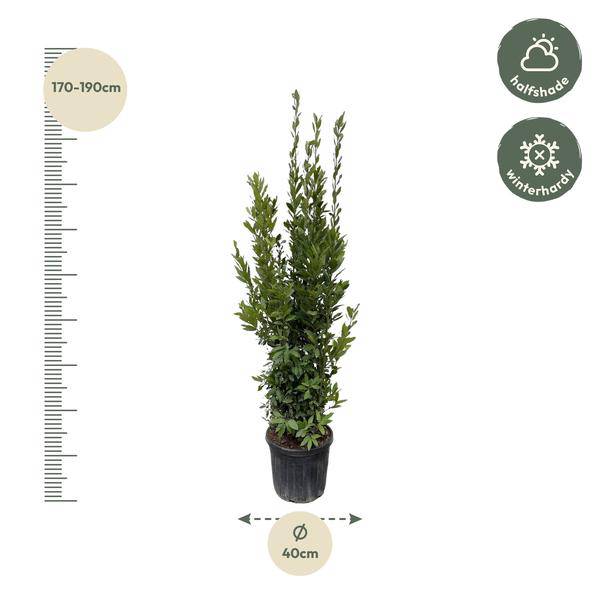 Laurus nobilis Strauch - 180 cm - ø40 - Flora-Sale