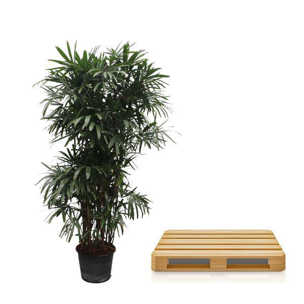 Rhapis Excelsa - 260 cm - ø50 - Flora-Sale
