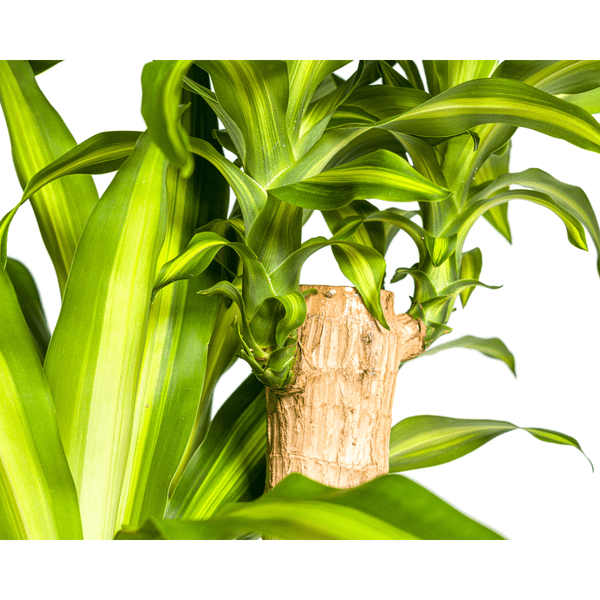 Dracaena Fragrans Massangeana Ø30cm - ↕180cm - Flora-Sale