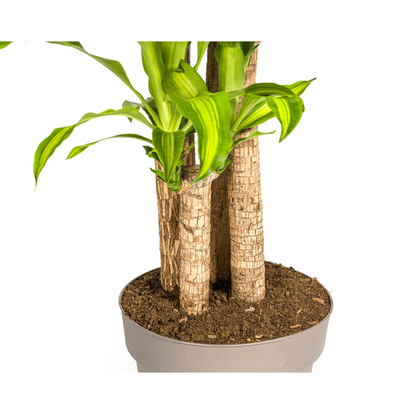 Dracaena Fragrans Massangeana Ø30cm - ↕180cm - Flora-Sale