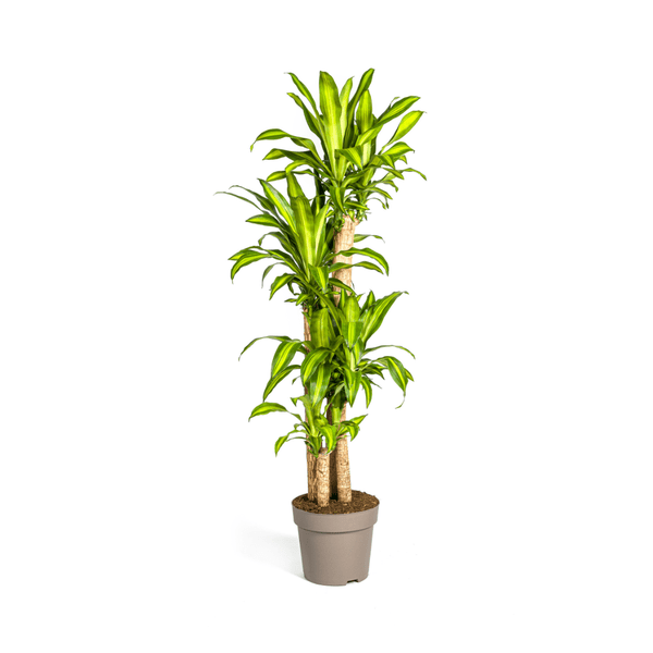 Dracaena Fragrans Massangeana Ø30cm - ↕180cm - Flora-Sale