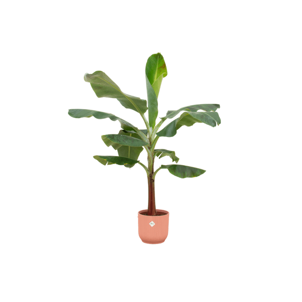 Combi deal - Bananenpflanze (Musa) inkl. elho Vibes Fold Round-Topf rosa Ø22 - 120 cm - Flora-Sale