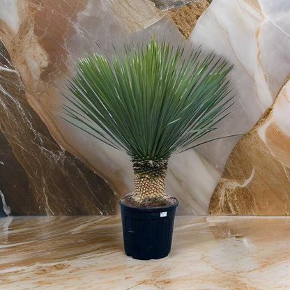 Yucca Rostrata - 160 cm - Ø50cm - Flora-Sale