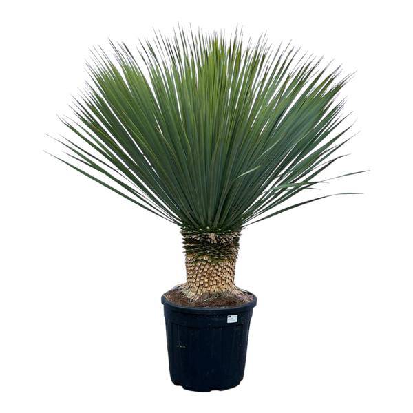 Yucca Rostrata - 140 cm - Ø50cm - Flora-Sale