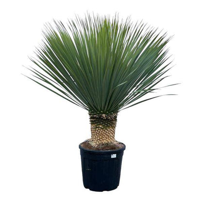 Yucca Rostrata - 140 cm - Ø50cm - Flora-Sale