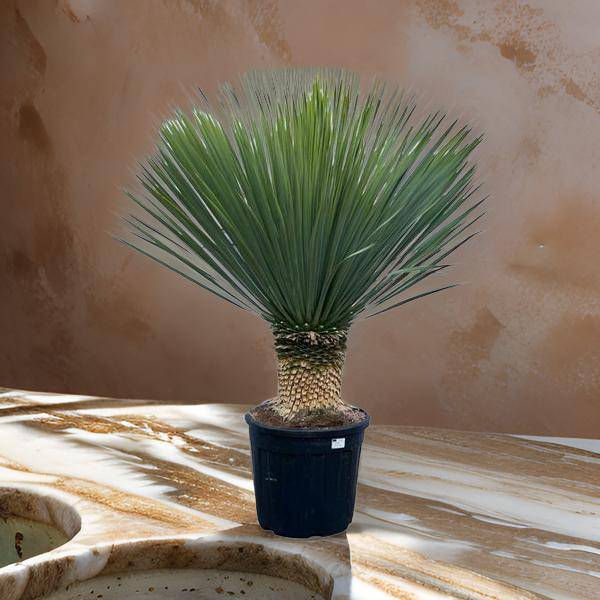 Yucca Rostrata - 160 cm - Ø50cm - Flora-Sale
