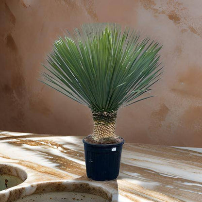 Yucca Rostrata - 160 cm - Ø50cm - Flora-Sale